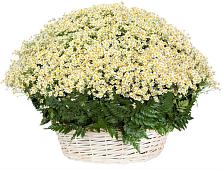 Цветочная композиция из Ромашки в корзине #REPLACE_PRED# Большеустьикинское
